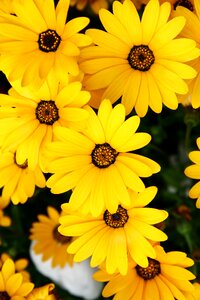 Plants flowers yellow flower