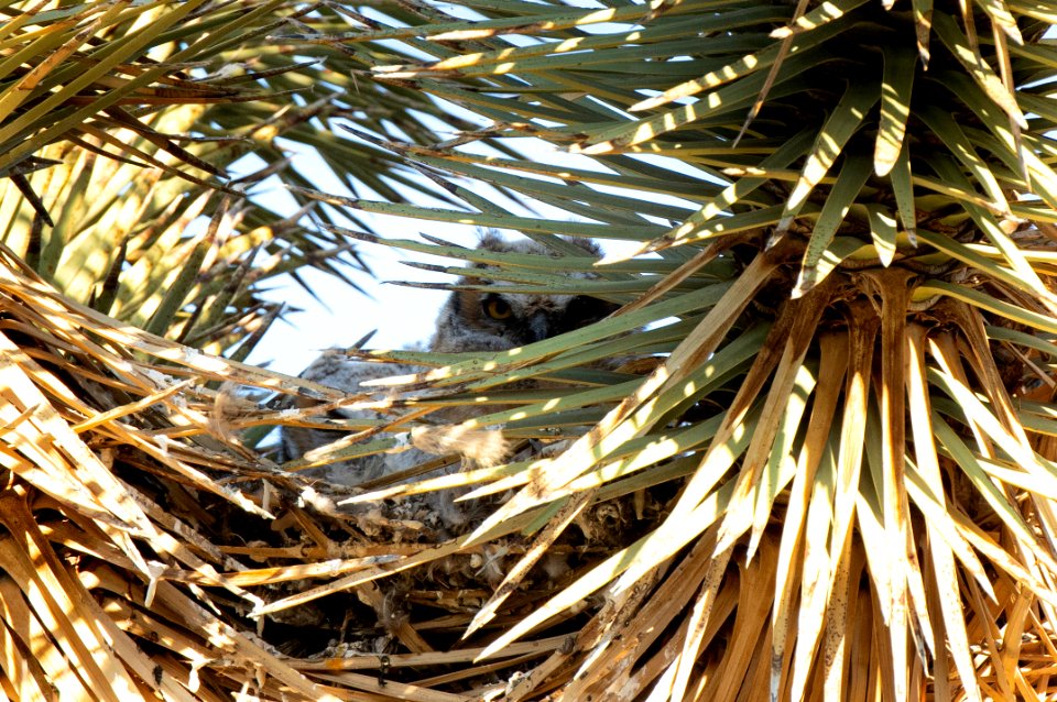 Great Horned Owl Young