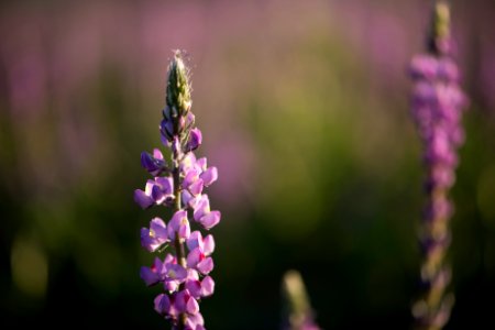 Arizona Lupine near Cottonwood
