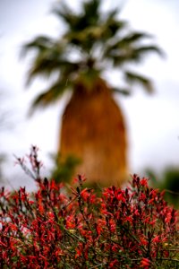 California fuchsia (Epilobium canum)