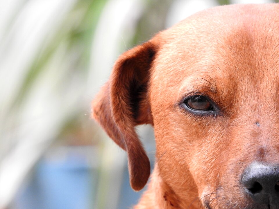 Puppy mammals look