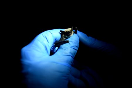 Bat Research photo