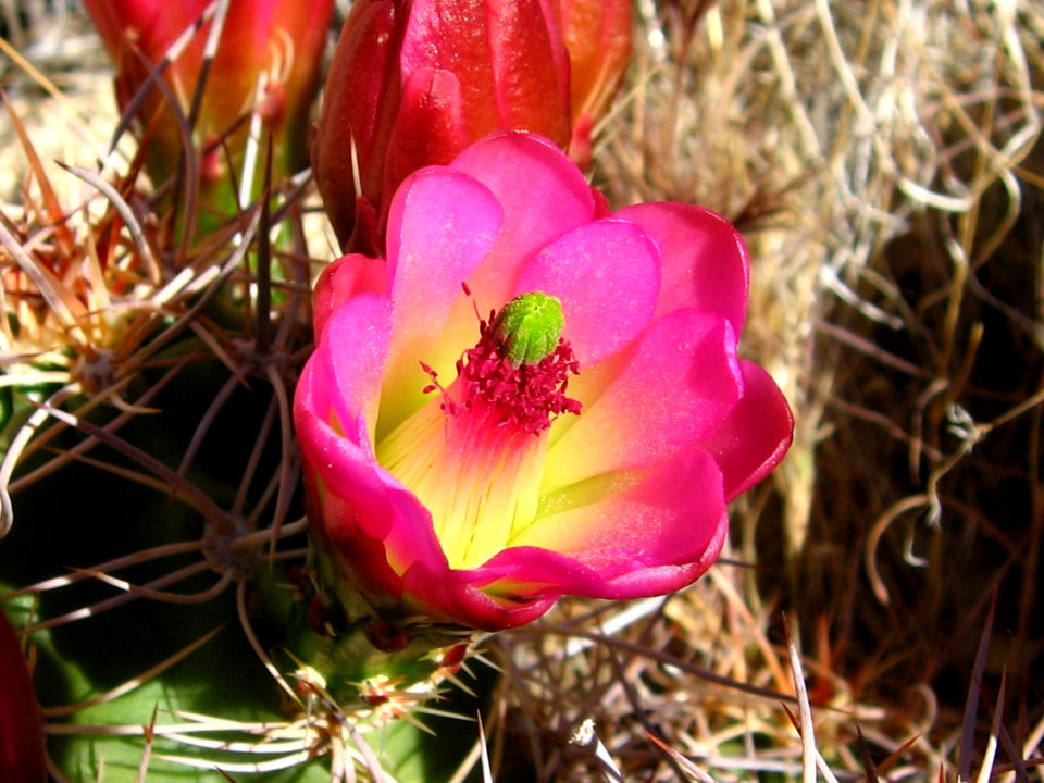 Echinocereus triglochidiatus, Hidden Valley