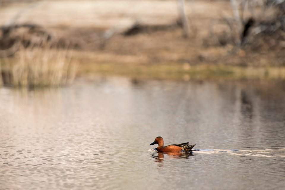 Cinnamon teal (Anas cyanoptera) at Barker Dam; 3/8/17