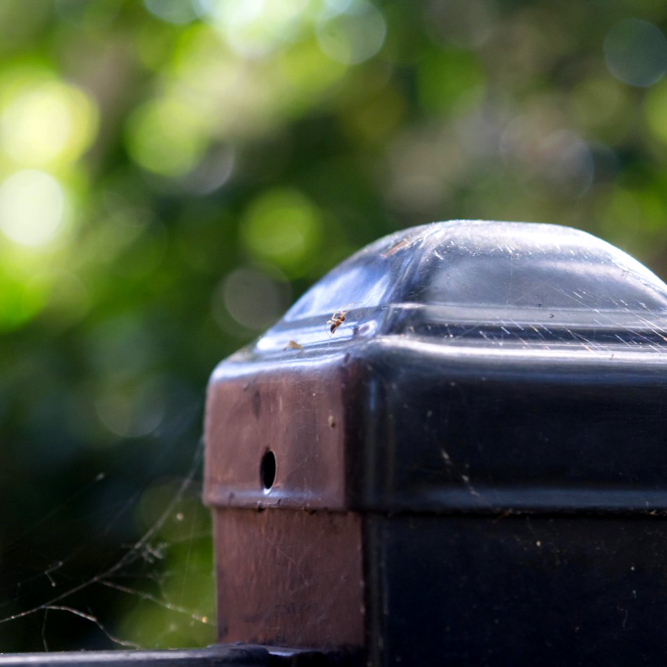 The Spider Basks in the Sun