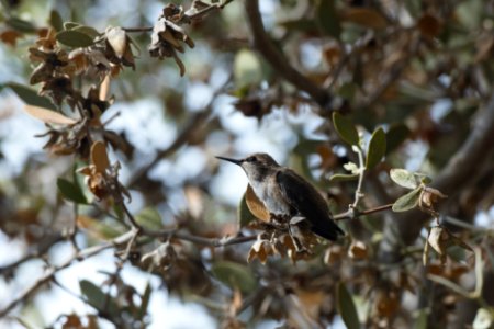 Female Hummingbird on Branch photo