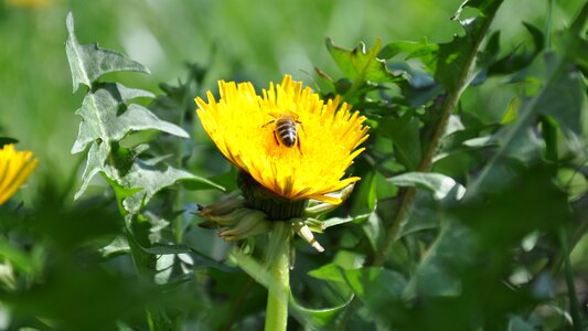 Dandelion flowers spring