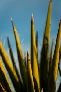 Mojave Yucca photo