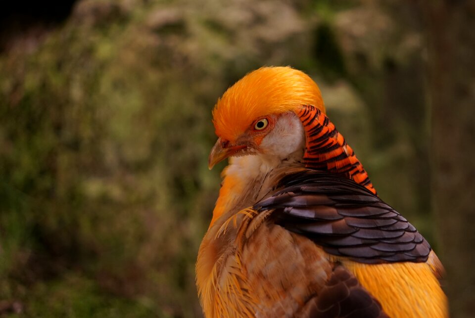 Head bird animal portrait