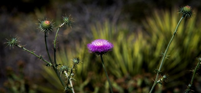 New Mexico Thistle