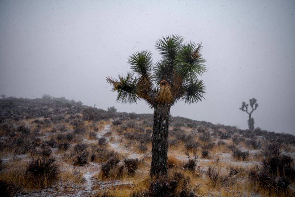 Snow falling over Joshua trees near Keys View photo