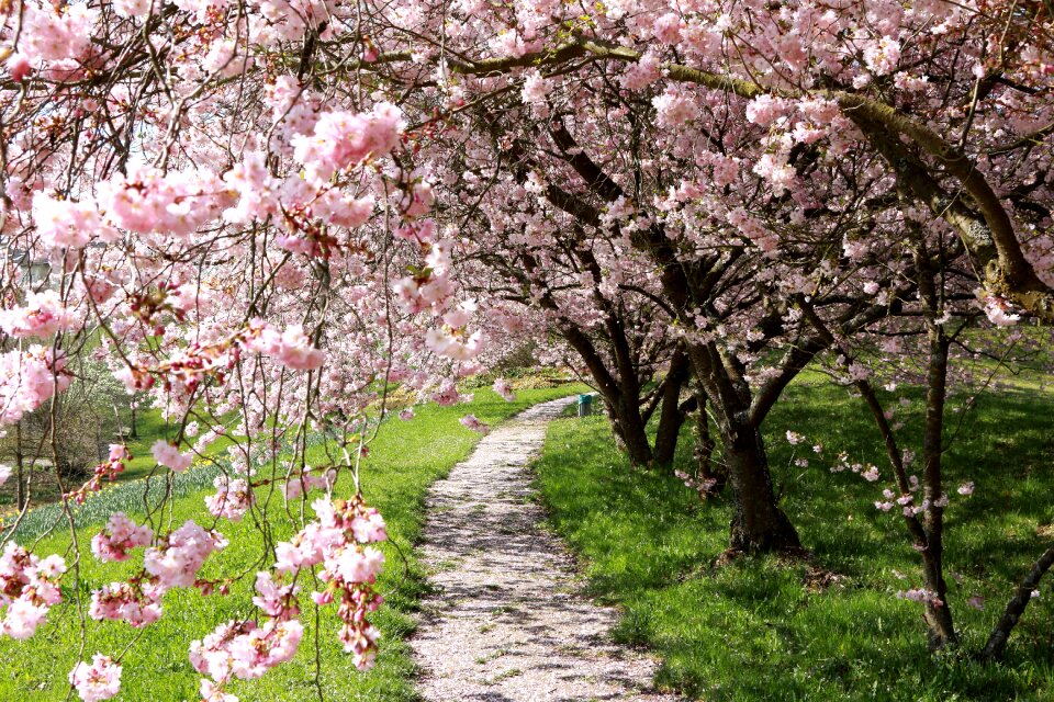 Macro cherry blossom darmsheim