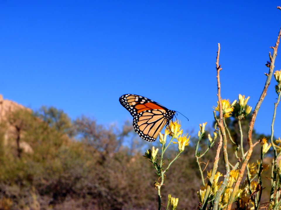 Monarch butterfly (Danaus plexippus)
