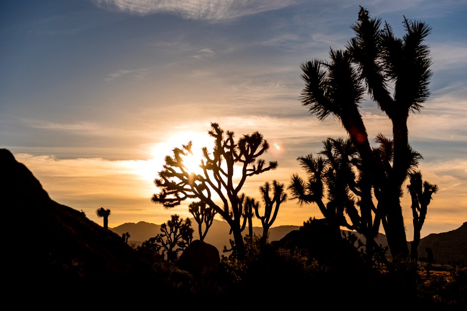 Sunsets in Joshua Tree