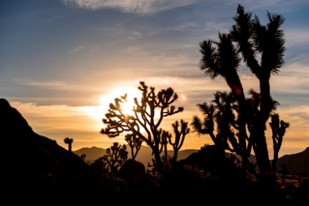 Sunsets in Joshua Tree