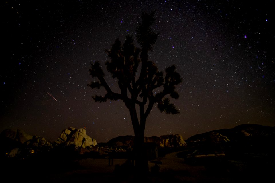 Night Sky and Joshua tree