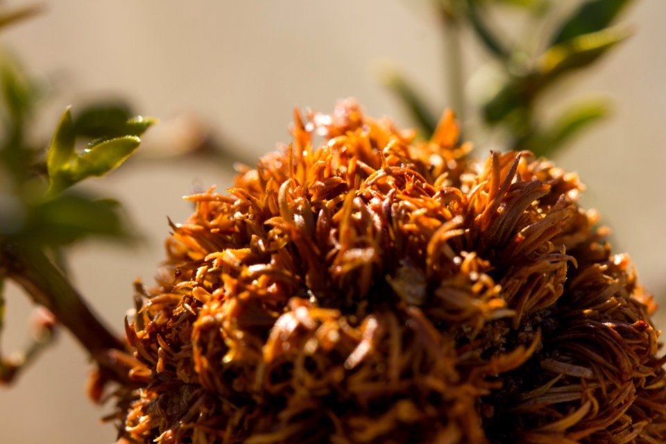 Creosote (Larrea tridentata) gall