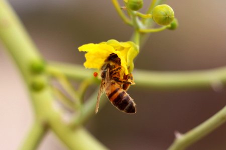 Honeybee photo