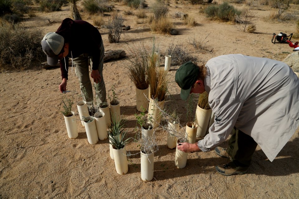 Preparing for planting near Hemingway Buttress