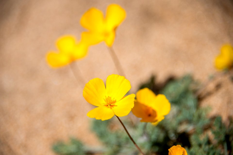 Joshua Tree Poppies; Eschscholzia androuxii