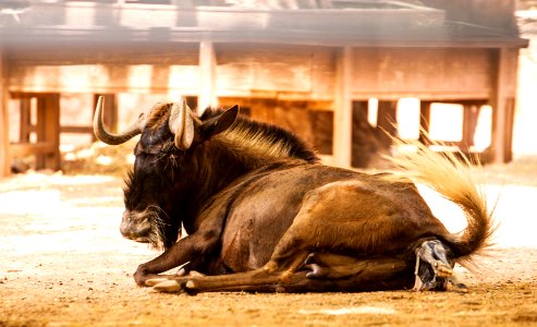 Parto en el zoo de Córdoba