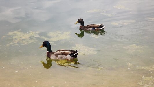 Ducks manresa the bases