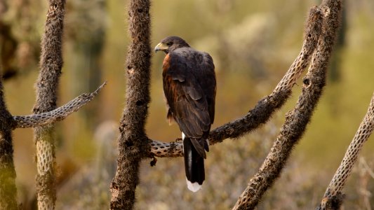 Harris Hawk photo