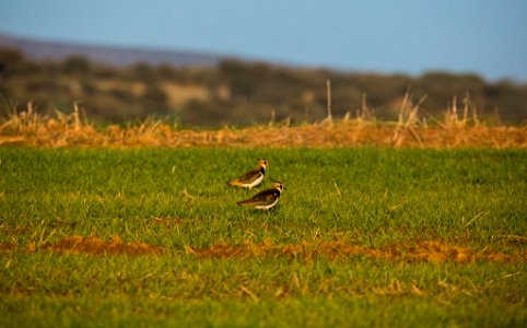 Esteparias ZEPA alto Guadiato