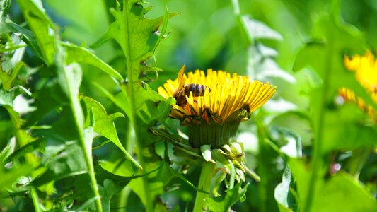 Bee spring flowers photo