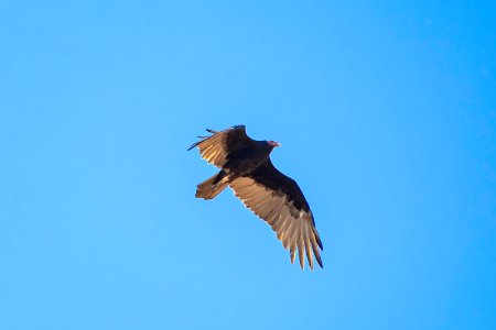Turkey vulture (Cathartes aura) near Cottonwood Springs photo