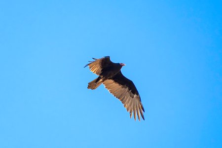 Turkey vulture (Cathartes aura) near Cottonwood Springs