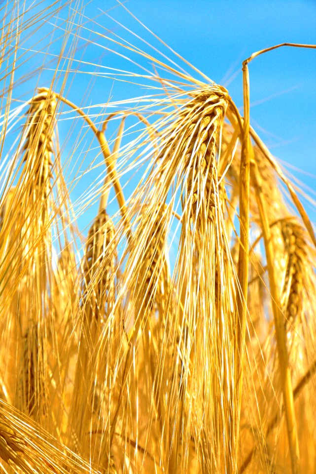 Cereals epi detail