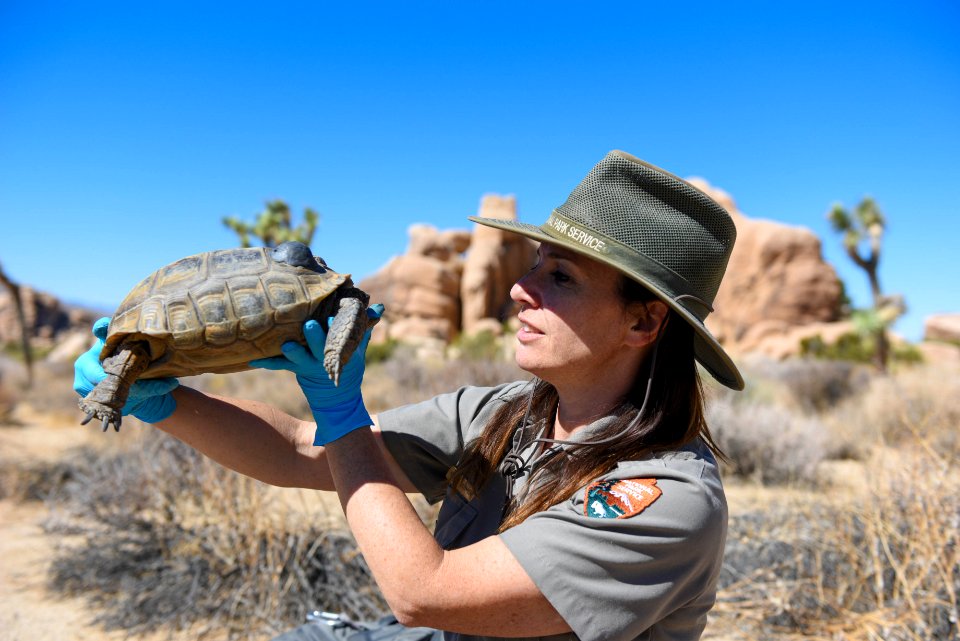 Ranger looking at tortoise