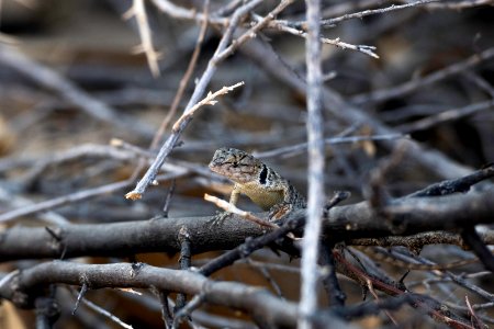 Desert spiny lizard (Sceloporus magister) atop branches near Cottonwood Springs photo