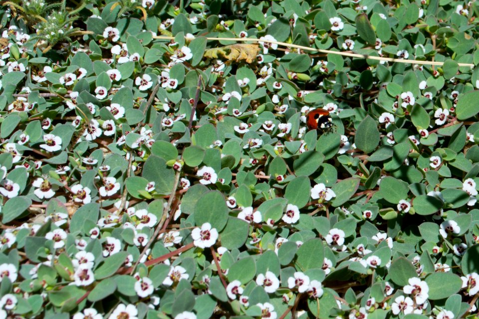 Rattlesnake Weed and lady bug