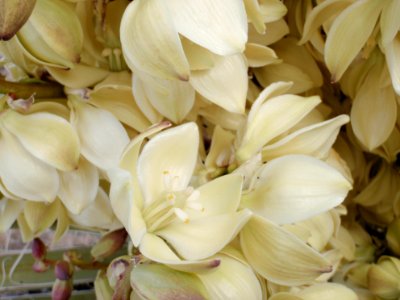 Mojave yucca (Yucca schidigera) photo