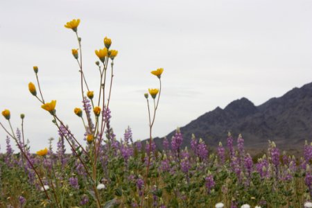 Flowers near Coxcomb Mountains
