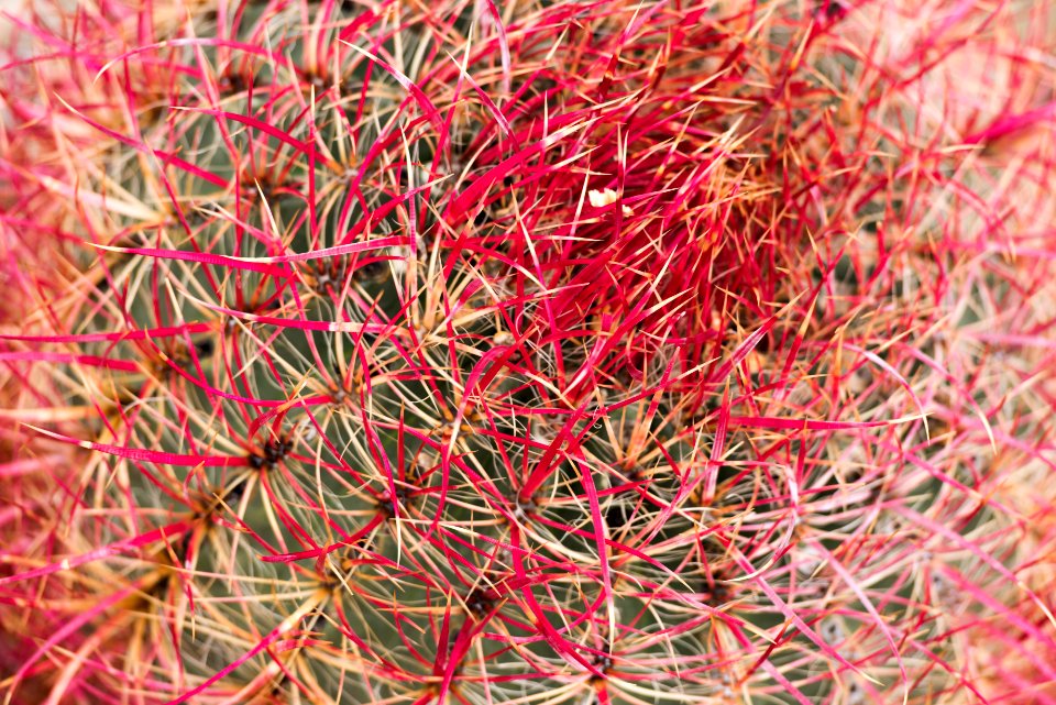 California barrel cactus (Ferocactus cylindraceus) detail