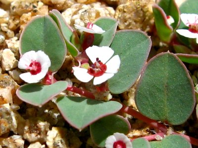 Whitemargin Sandmat (Euphorbia albomarginata); Covington Flats