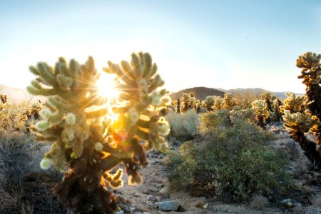 Sunset at Cholla Cactus Garden