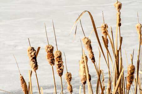Plants lake plants winter