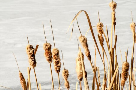 Plants lake plants winter photo