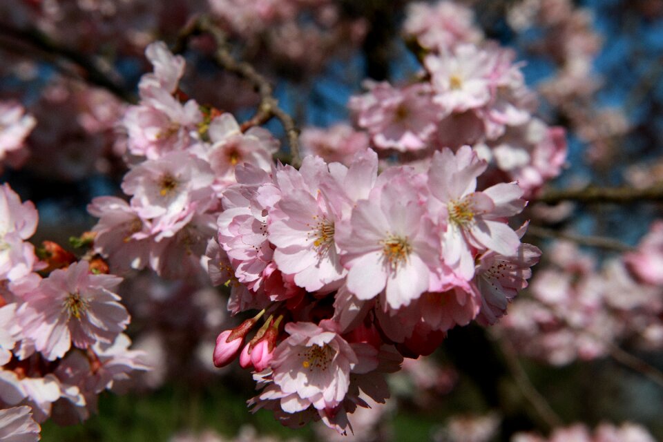 Bloom macro cherry blossom