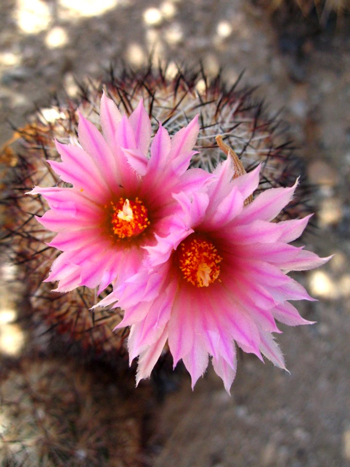 Escobaria vivipara