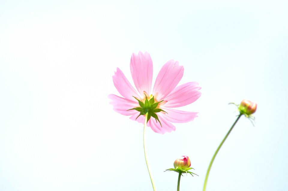 Flowers cosmos autumn