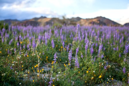 February 2019 Arizona lupine (Lupinus arizonicus) wildflowers on the bajada (Cottonwood)