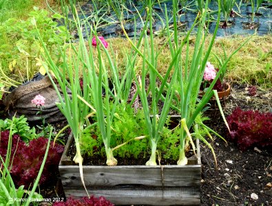 Take that! You pesky carrot fly varmints!