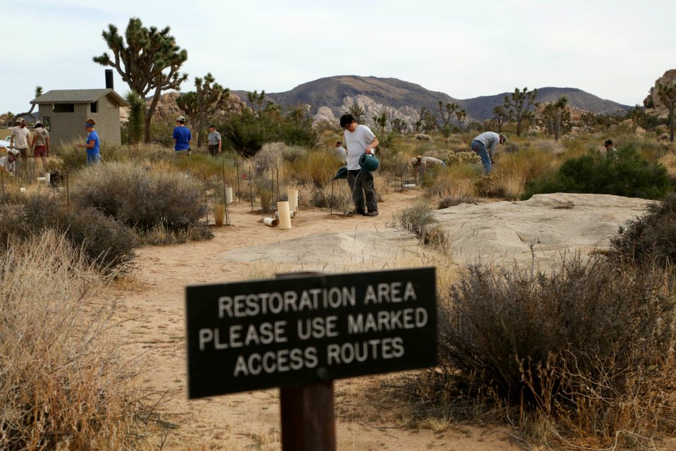 Staff and volunteers work in a restoration area near Hemingway Buttress