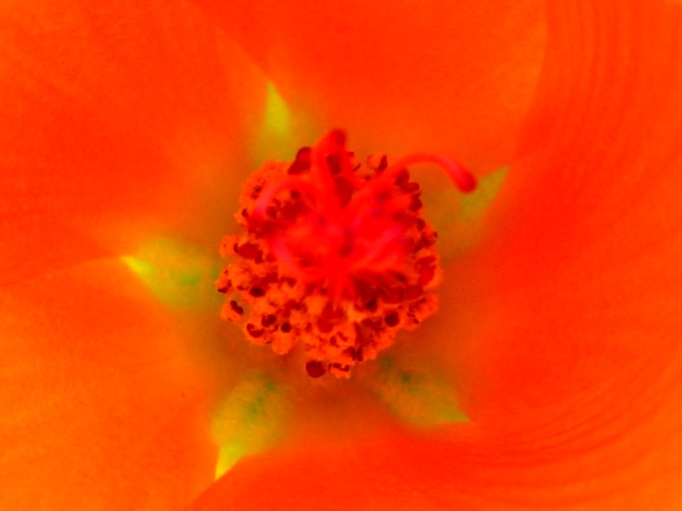 Apricot globemallow (Sphaeralcea ambigua); Cleghorn Wilderness