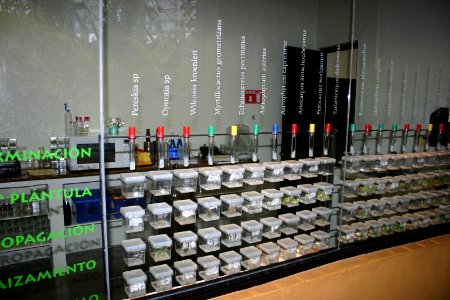 Cacti from tissue culture, Museo del desierto